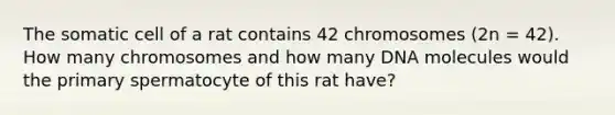 The somatic cell of a rat contains 42 chromosomes (2n = 42). How many chromosomes and how many DNA molecules would the primary spermatocyte of this rat have?