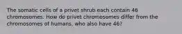 The somatic cells of a privet shrub each contain 46 chromosomes. How do privet chromosomes differ from the chromosomes of humans, who also have 46?