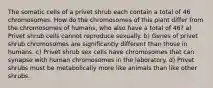 The somatic cells of a privet shrub each contain a total of 46 chromosomes. How do the chromosomes of this plant differ from the chromosomes of humans, who also have a total of 46? a) Privet shrub cells cannot reproduce sexually. b) Genes of privet shrub chromosomes are significantly different than those in humans. c) Privet shrub sex cells have chromosomes that can synapse with human chromosomes in the laboratory. d) Privet shrubs must be metabolically more like animals than like other shrubs.