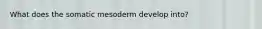 What does the somatic mesoderm develop into?