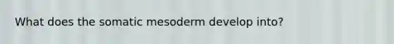 What does the somatic mesoderm develop into?