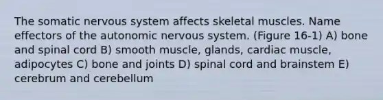 The somatic nervous system affects skeletal muscles. Name effectors of the autonomic nervous system. (Figure 16-1) A) bone and spinal cord B) smooth muscle, glands, cardiac muscle, adipocytes C) bone and joints D) spinal cord and brainstem E) cerebrum and cerebellum