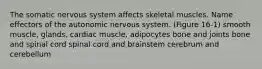 The somatic nervous system affects skeletal muscles. Name effectors of the autonomic nervous system. (Figure 16-1) smooth muscle, glands, cardiac muscle, adipocytes bone and joints bone and spinal cord spinal cord and brainstem cerebrum and cerebellum