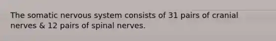 The somatic nervous system consists of 31 pairs of cranial nerves & 12 pairs of spinal nerves.