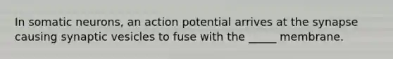 In somatic neurons, an action potential arrives at the synapse causing synaptic vesicles to fuse with the _____ membrane.