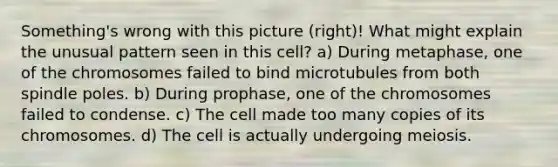 Something's wrong with this picture (right)! What might explain the unusual pattern seen in this cell? a) During metaphase, one of the chromosomes failed to bind microtubules from both spindle poles. b) During prophase, one of the chromosomes failed to condense. c) The cell made too many copies of its chromosomes. d) The cell is actually undergoing meiosis.