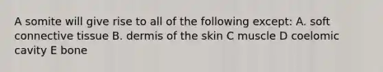 A somite will give rise to all of the following except: A. soft connective tissue B. dermis of the skin C muscle D coelomic cavity E bone