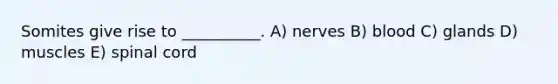 Somites give rise to __________. A) nerves B) blood C) glands D) muscles E) spinal cord