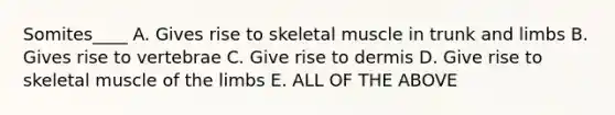 Somites____ A. Gives rise to skeletal muscle in trunk and limbs B. Gives rise to vertebrae C. Give rise to dermis D. Give rise to skeletal muscle of the limbs E. ALL OF THE ABOVE