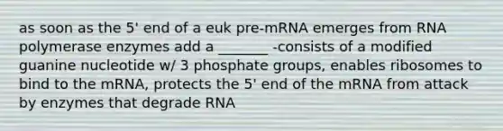 as soon as the 5' end of a euk pre-mRNA emerges from RNA polymerase enzymes add a _______ -consists of a modified guanine nucleotide w/ 3 phosphate groups, enables ribosomes to bind to the mRNA, protects the 5' end of the mRNA from attack by enzymes that degrade RNA