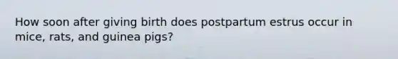How soon after giving birth does postpartum estrus occur in mice, rats, and guinea pigs?
