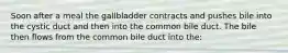 Soon after a meal the gallbladder contracts and pushes bile into the cystic duct and then into the common bile duct. The bile then flows from the common bile duct into the: