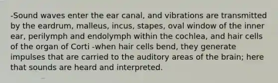 -Sound waves enter the ear canal, and vibrations are transmitted by the eardrum, malleus, incus, stapes, oval window of the inner ear, perilymph and endolymph within the cochlea, and hair cells of the organ of Corti -when hair cells bend, they generate impulses that are carried to the auditory areas of the brain; here that sounds are heard and interpreted.