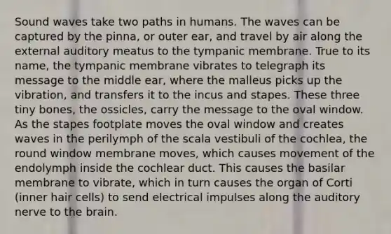 Sound waves take two paths in humans. The waves can be captured by the pinna, or outer ear, and travel by air along the external auditory meatus to the tympanic membrane. True to its name, the tympanic membrane vibrates to telegraph its message to the middle ear, where the malleus picks up the vibration, and transfers it to the incus and stapes. These three tiny bones, the ossicles, carry the message to the oval window. As the stapes footplate moves the oval window and creates waves in the perilymph of the scala vestibuli of the cochlea, the round window membrane moves, which causes movement of the endolymph inside the cochlear duct. This causes the basilar membrane to vibrate, which in turn causes the organ of Corti (inner hair cells) to send electrical impulses along the auditory nerve to the brain.