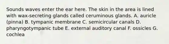 Sounds waves enter the ear here. The skin in the area is lined with wax-secreting glands called ceruminous glands. A. auricle (pinna) B. tympanic membrane C. semicircular canals D. pharyngotympanic tube E. external auditory canal F. ossicles G. cochlea