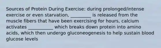 Sources of Protein During Exercise: during prolonged/intense exercise or even starvation, _________ is released from the muscle fibers that have been exercising for hours, calcium activates ___________ which breaks down protein into amino acids, which then undergo gluconeogenesis to help sustain blood glucose levels