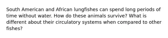 South American and African lungfishes can spend long periods of time without water. How do these animals survive? What is different about their circulatory systems when compared to other fishes?