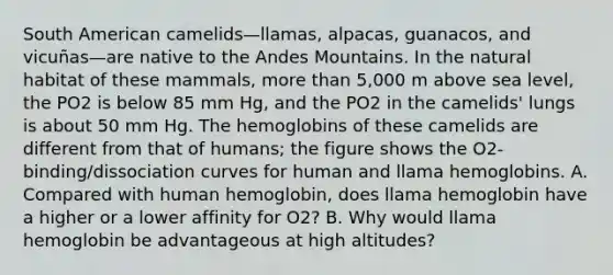 South American camelids—llamas, alpacas, guanacos, and vicuñas—are native to the Andes Mountains. In the natural habitat of these mammals, <a href='https://www.questionai.com/knowledge/keWHlEPx42-more-than' class='anchor-knowledge'>more than</a> 5,000 m above sea level, the PO2 is below 85 mm Hg, and the PO2 in the camelids' lungs is about 50 mm Hg. The hemoglobins of these camelids are different from that of humans; the figure shows the O2-binding/dissociation curves for human and llama hemoglobins. A. Compared with human hemoglobin, does llama hemoglobin have a higher or a lower affinity for O2? B. Why would llama hemoglobin be advantageous at high altitudes?