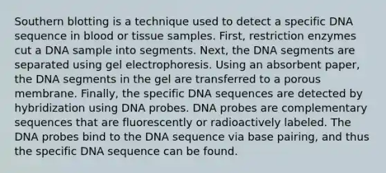 Southern blotting is a technique used to detect a specific DNA sequence in blood or tissue samples. First, restriction enzymes cut a DNA sample into segments. Next, the DNA segments are separated using gel electrophoresis. Using an absorbent paper, the DNA segments in the gel are transferred to a porous membrane. Finally, the specific DNA sequences are detected by hybridization using DNA probes. DNA probes are complementary sequences that are fluorescently or radioactively labeled. The DNA probes bind to the DNA sequence via base pairing, and thus the specific DNA sequence can be found.