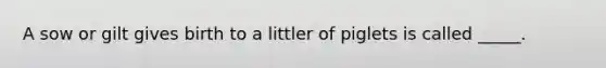 A sow or gilt gives birth to a littler of piglets is called _____.