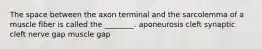 The space between the axon terminal and the sarcolemma of a muscle fiber is called the ________. aponeurosis cleft synaptic cleft nerve gap muscle gap