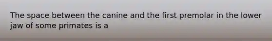 The space between the canine and the first premolar in the lower jaw of some primates is a