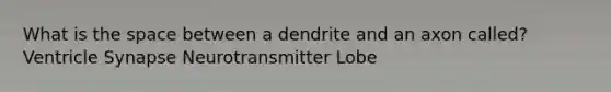 What is the space between a dendrite and an axon called? Ventricle Synapse Neurotransmitter Lobe