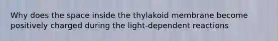 Why does the space inside the thylakoid membrane become positively charged during the light-dependent reactions