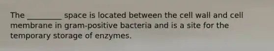 The _________ space is located between the cell wall and cell membrane in gram-positive bacteria and is a site for the temporary storage of enzymes.