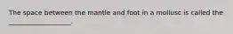 The space between the mantle and foot in a mollusc is called the ___________________.