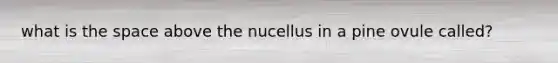 what is the space above the nucellus in a pine ovule called?