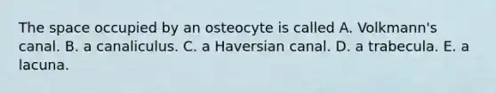 The space occupied by an osteocyte is called A. Volkmann's canal. B. a canaliculus. C. a Haversian canal. D. a trabecula. E. a lacuna.