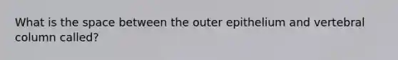 What is the space between the outer epithelium and vertebral column called?