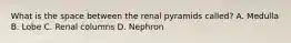 What is the space between the renal pyramids called? A. Medulla B. Lobe C. Renal columns D. Nephron