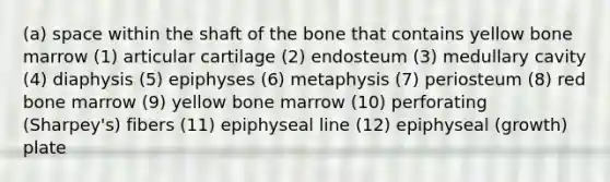 (a) space within the shaft of the bone that contains yellow bone marrow (1) articular cartilage (2) endosteum (3) medullary cavity (4) diaphysis (5) epiphyses (6) metaphysis (7) periosteum (8) red bone marrow (9) yellow bone marrow (10) perforating (Sharpey's) fibers (11) epiphyseal line (12) epiphyseal (growth) plate