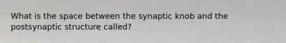 What is the space between the synaptic knob and the postsynaptic structure called?