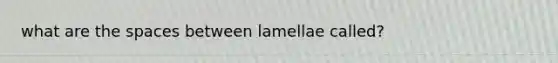 what are the spaces between lamellae called?