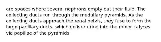 are spaces where several nephrons empty out their fluid. The collecting ducts run through the medullary pyramids. As the collecting ducts approach the renal pelvis, they fuse to form the large papillary ducts, which deliver urine into the minor calyces via papillae of the pyramids.