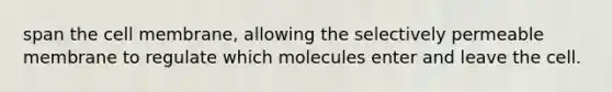 span the cell membrane, allowing the selectively permeable membrane to regulate which molecules enter and leave the cell.