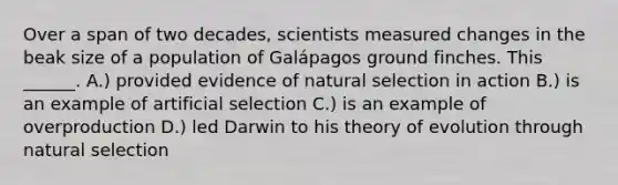 Over a span of two decades, scientists measured changes in the beak size of a population of Galápagos ground finches. This ______. A.) provided evidence of natural selection in action B.) is an example of artificial selection C.) is an example of overproduction D.) led Darwin to his <a href='https://www.questionai.com/knowledge/kzoSBoiwWp-theory-of-evolution' class='anchor-knowledge'>theory of evolution</a> through natural selection