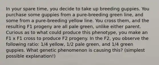 In your spare time, you decide to take up breeding guppies. You purchase some guppies from a pure-breeding green line, and some from a pure-breeding yellow line. You cross them, and the resulting F1 progeny are all pale green, unlike either parent. Curious as to what could produce this phenotype, you make an F1 x F1 cross to produce F2 progeny. In the F2, you observe the following ratio: 1/4 yellow, 1/2 pale green, and 1/4 green guppies. What genetic phenomenon is causing this? (simplest possible explanation!)