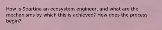 How is Spartina an ecosystem engineer, and what are the mechanisms by which this is achieved? How does the process begin?