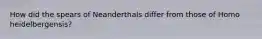 How did the spears of Neanderthals differ from those of Homo heidelbergensis?