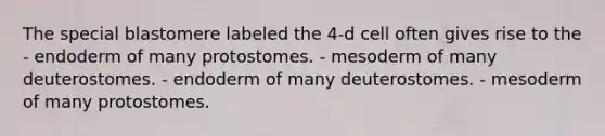 The special blastomere labeled the 4-d cell often gives rise to the - endoderm of many protostomes. - mesoderm of many deuterostomes. - endoderm of many deuterostomes. - mesoderm of many protostomes.