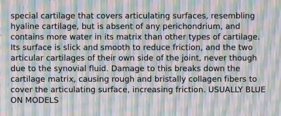 special cartilage that covers articulating surfaces, resembling hyaline cartilage, but is absent of any perichondrium, and contains more water in its matrix than other types of cartilage. Its surface is slick and smooth to reduce friction, and the two articular cartilages of their own side of the joint, never though due to the synovial fluid. Damage to this breaks down the cartilage matrix, causing rough and bristally collagen fibers to cover the articulating surface, increasing friction. USUALLY BLUE ON MODELS