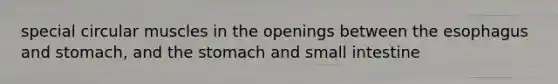 special circular muscles in the openings between the esophagus and stomach, and the stomach and small intestine