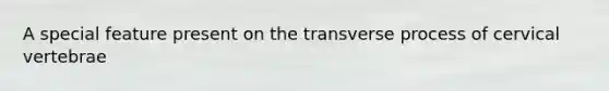 A special feature present on the transverse process of cervical vertebrae