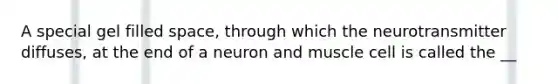 A special gel filled space, through which the neurotransmitter diffuses, at the end of a neuron and muscle cell is called the __