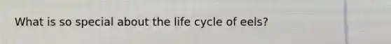 What is so special about the life cycle of eels?