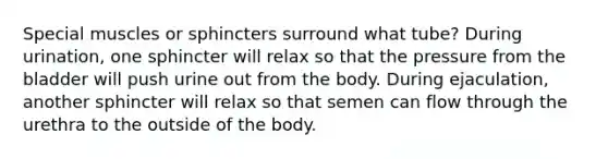 Special muscles or sphincters surround what tube? During urination, one sphincter will relax so that the pressure from the bladder will push urine out from the body. During ejaculation, another sphincter will relax so that semen can flow through the urethra to the outside of the body.